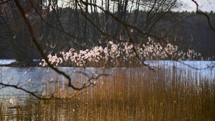 Pałki wodne nad jeziorem. Wczesna wiosna, bezlistne drzewa, słoneczny dzień. - obrazy, fototapety, plakaty