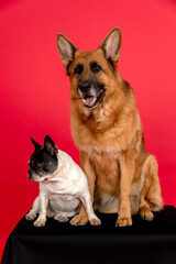 dogs posing for photo shoot in the studio