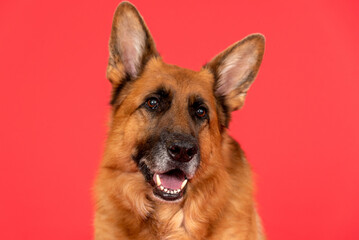 The German Shepherd Dog, commonly shortened to German Shepherd,