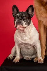 Zelfklevend Fotobehang De bulldog français is een erkend hondenras van de Molosser © Mauro Marletto