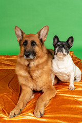 dogs posing for photo shoot in the studio