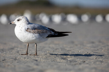 Seagull on the Beach