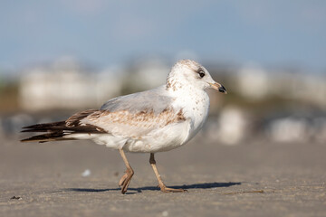 Seagull on the Beach