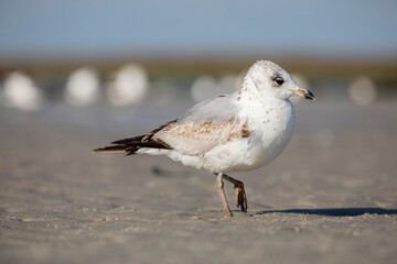 Seagull on the Beach