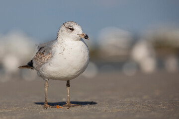 Seagulls