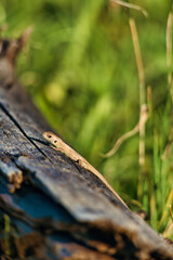 Eidechse in der Sonne