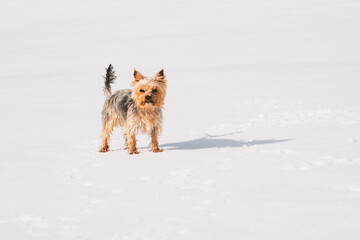 Yorkshire Terrier