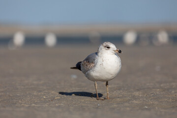 Seagulls