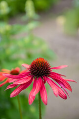 Red Coneflower