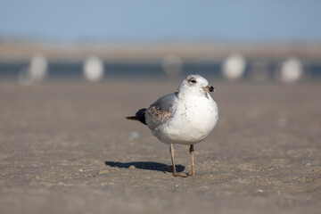 Seagulls