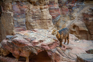 Mountain goats in Petra JORDAN