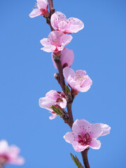 Closeup der rosa Blüten einer Blutpflaume (Prunus cerasifera) im Frühling