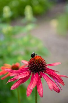 Bee On Red Coneflower