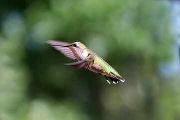 hummingbird in flight