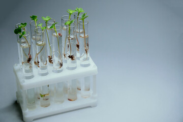 Close up view of transparent glass test tubes with liquid and micro greens inside. Isolated on background. Growing microgreens in the laboratory. Growing healthy food concept.
