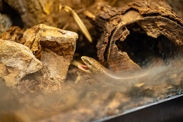 A closeup of the sheltopusik, Pseudopus apodus, also called Pallas' glass lizard