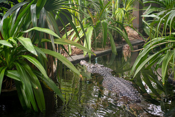 Crocodiles bask in the sun. Crocodiles in the pond. Crocodile farm. Cultivation of crocodiles. Crocodile sharp teeth.