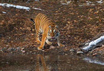 Tiger Siberian