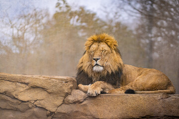 A lion lies on a stone and looks forward.