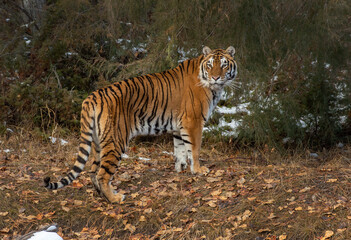 Fototapeta na wymiar Tiger Siberian
