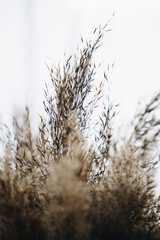 dry grass