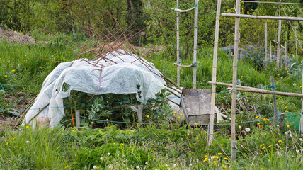 Last crops under winter veil in the vegetable garden, spring is on its way. Bean cultivation