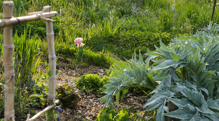 Close-up in the vegetable garden, on artichoke plants... and tulips, in the first days of spring