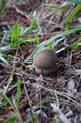 mushroom in the grass