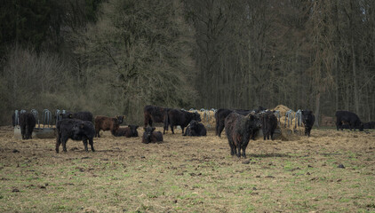 herd of cattle on a meadow