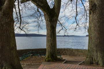 Oak trees on the lake of Ratzeburg.