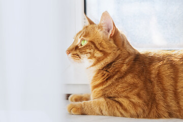 A red striped cat on the window. A cute red cat is lying on the windowsill. Fluffy pet waiting for the owners. A pet enjoys the sun. An orange shorthair cat with green eyes sits on the window