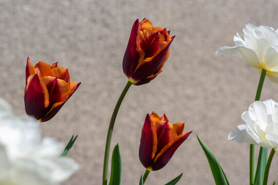 Bright red maroon orange bicolor tulipa gavota triumph cultivar in bloom, bouquet of springtime flowering beautiful plants