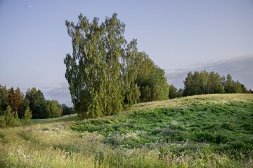Summery meadow