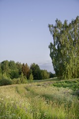 Obraz premium Summery field