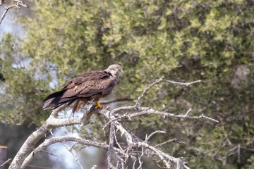 A black kite (Milvus migrans) perched in a branch