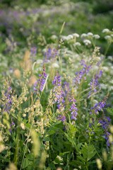 Obraz premium Wildflowers