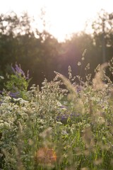 morning in the meadow