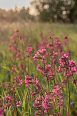 pink flowers in the field
