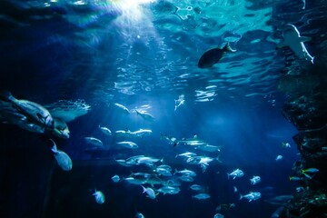 underwater in the deep blue ocean with colorful fish and marine life