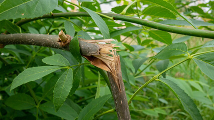 Damaged branch with green leaves close-up.