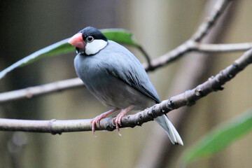 A Java Sparrow on a branch