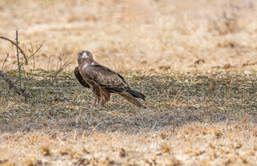 Booted eagle face to face