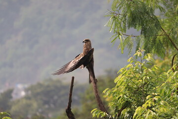 An Indian Black Kite spreading its wings to dry the wet feathers after the summer rain, perched on a dry tree branch among green trees around.