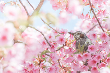 陽春を楽しむ