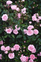 Light pink rose