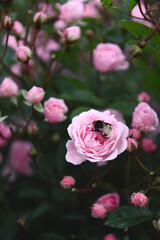Bee on a pink rose