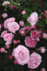 pink roses in garden