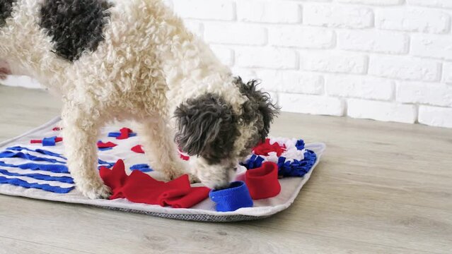 cute mixed breed dog playing on soft washable snuffle rag rug for hiding dried treats for dogs nose work on white background, front view. Intellectual games with pet.