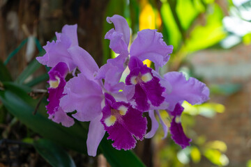 Colombian orchid 