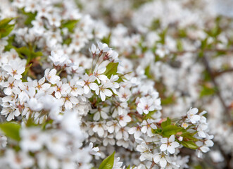 white flowers macro nature park spring background the bushes